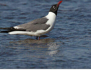 Mouette atricille