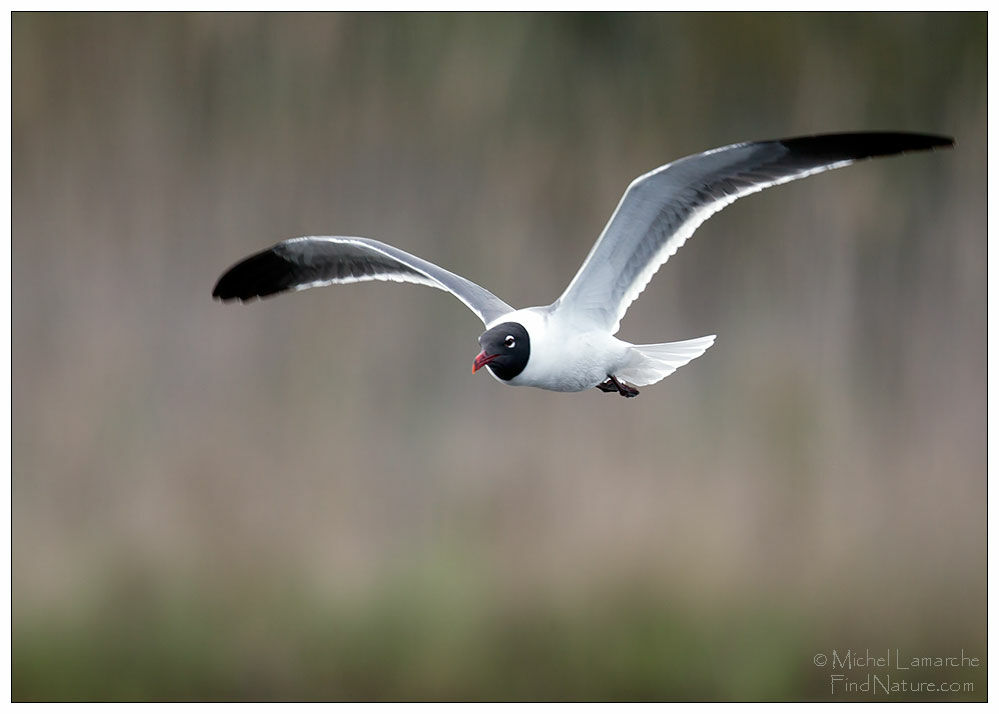 Mouette atricilleadulte, Vol