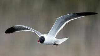 Mouette atricille