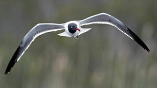 Mouette atricille