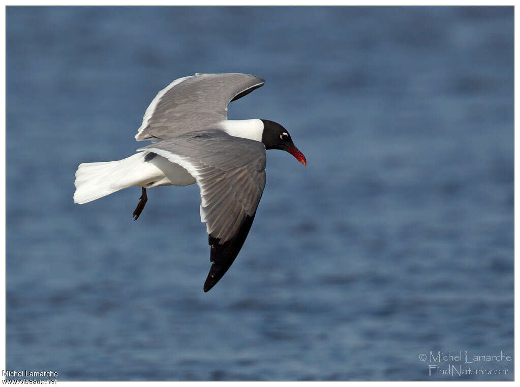 Mouette atricilleadulte nuptial, Vol