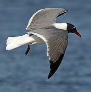 Laughing Gull