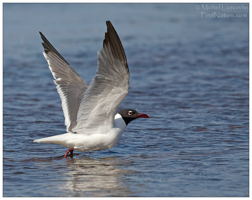 Mouette atricilleadulte