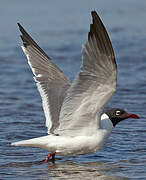 Laughing Gull