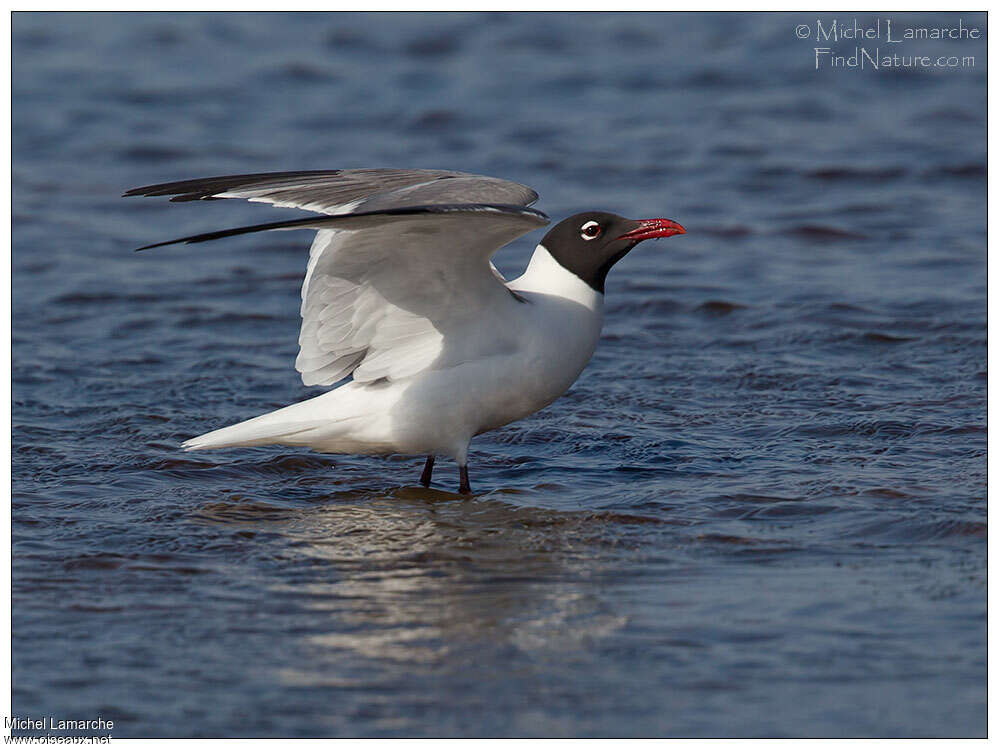 Mouette atricilleadulte nuptial, pigmentation, Comportement