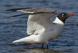 Laughing Gull