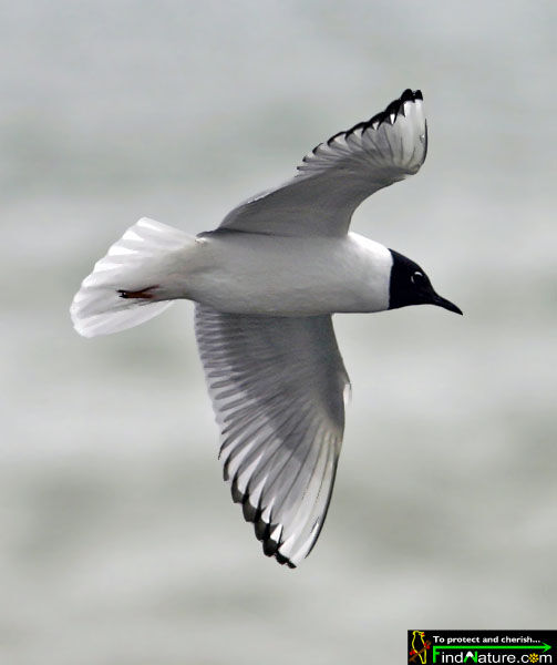 Bonaparte's Gull