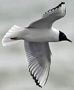 Mouette de Bonaparte