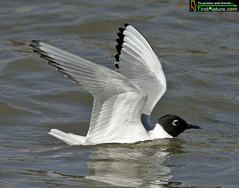 Mouette de Bonaparte