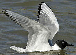 Mouette de Bonaparte