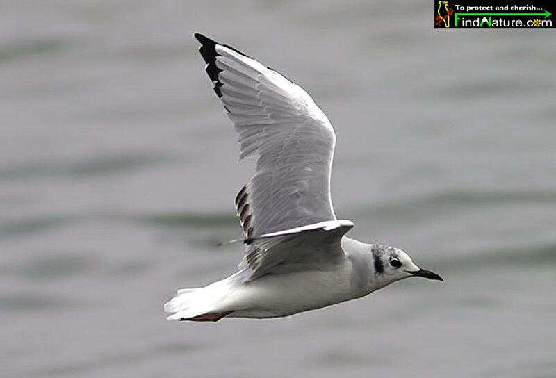 Bonaparte's Gull