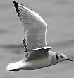 Mouette de Bonaparte