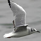 Mouette de Bonaparte