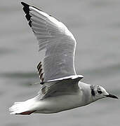 Mouette de Bonaparte