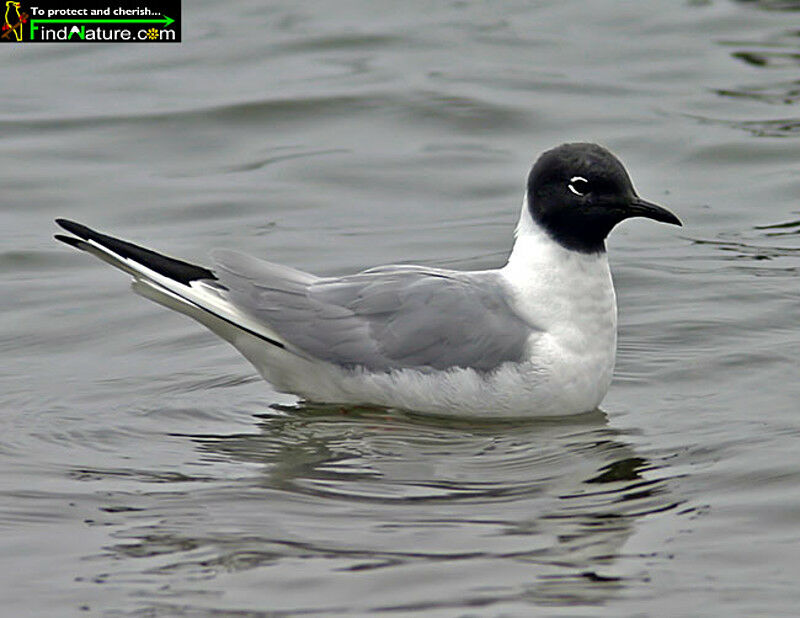 Mouette de Bonaparte