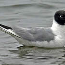 Mouette de Bonaparte