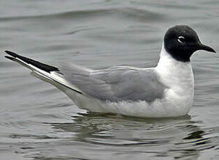 Mouette de Bonaparte