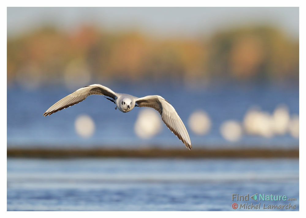 Mouette de Bonaparte