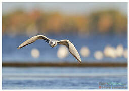 Bonaparte's Gull