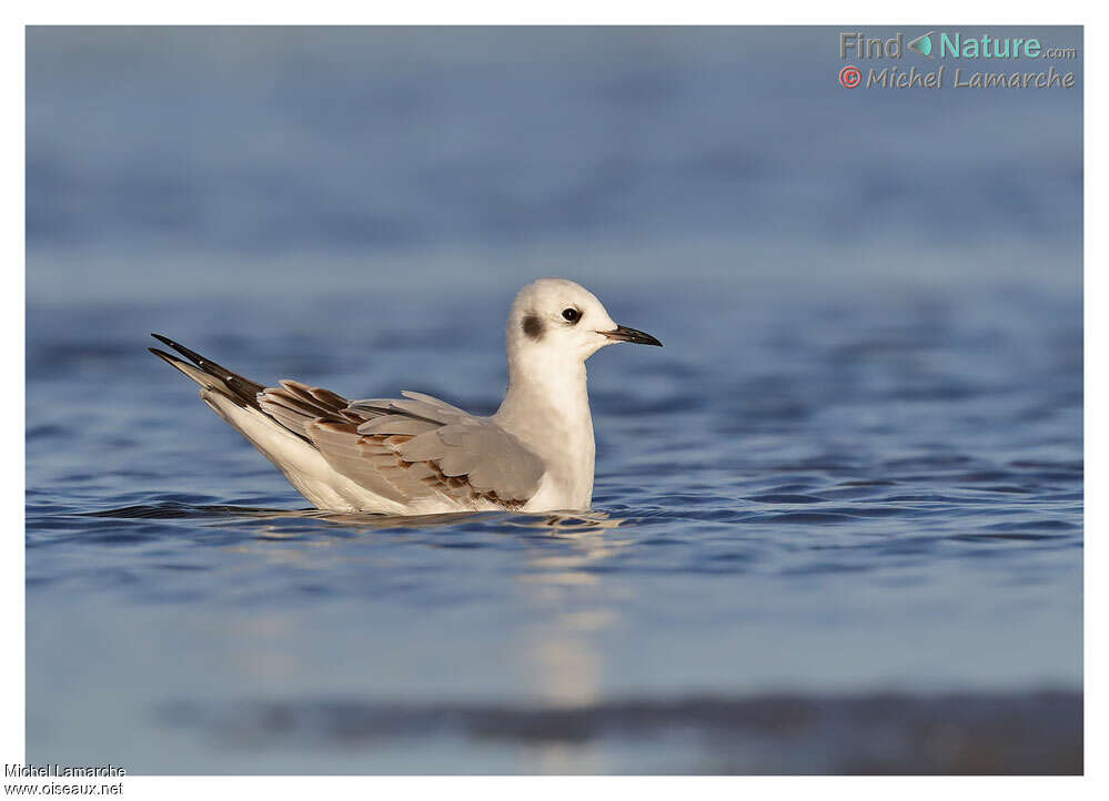 Mouette de Bonaparte1ère année, pigmentation, nage