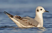 Mouette de Bonaparte