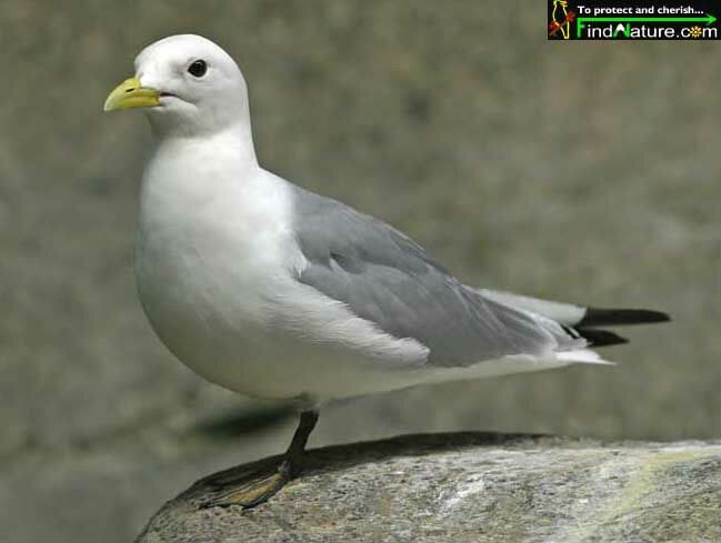 Mouette tridactyle