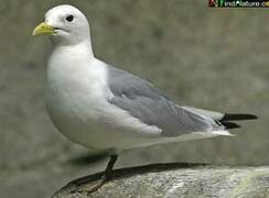 Black-legged Kittiwake