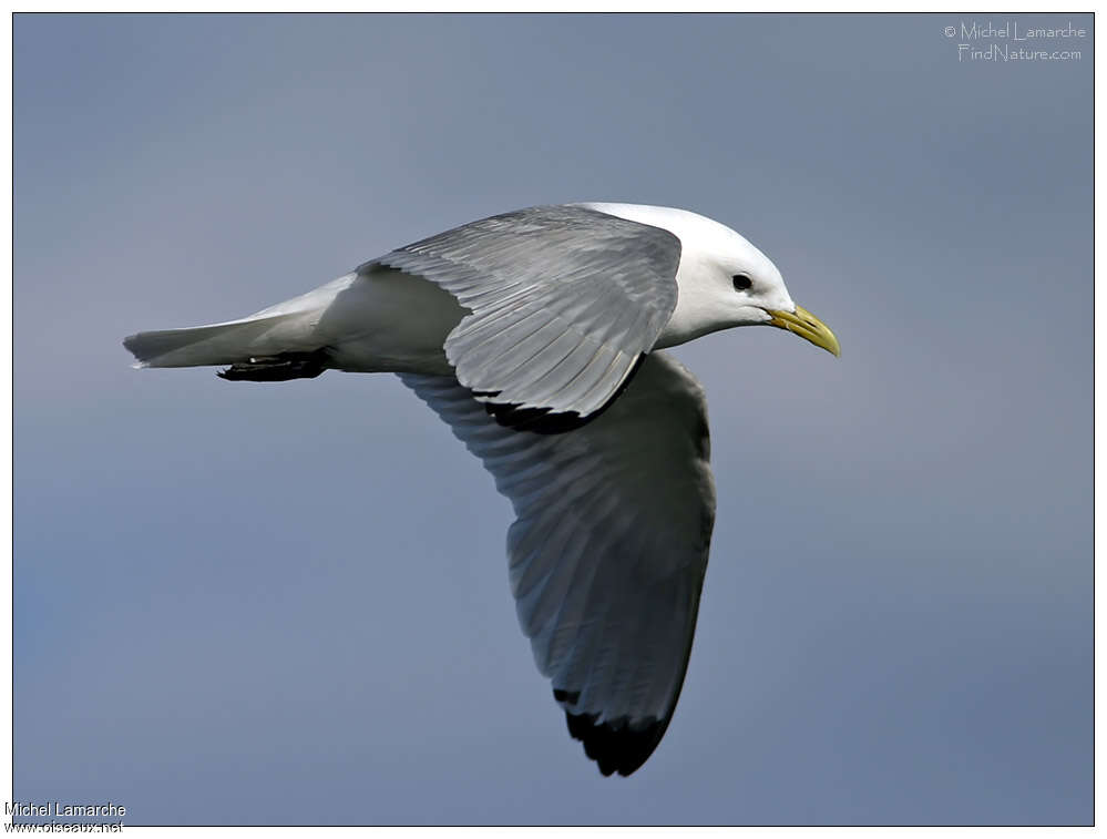 Mouette tridactyleadulte nuptial, identification