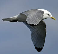 Black-legged Kittiwake