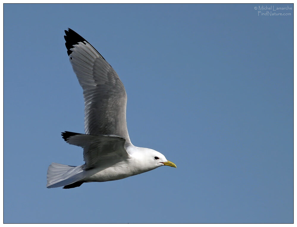 Black-legged Kittiwakeadult