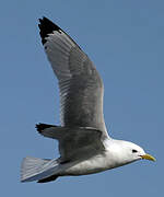 Black-legged Kittiwake