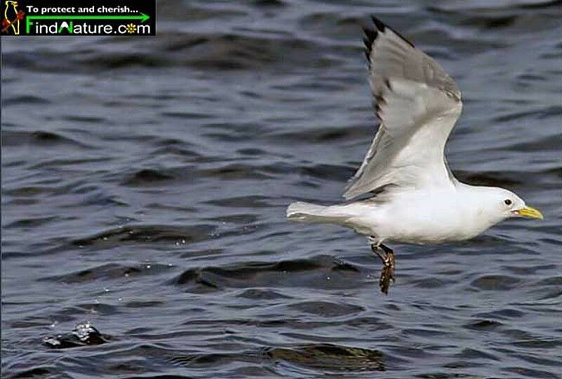 Black-legged Kittiwake