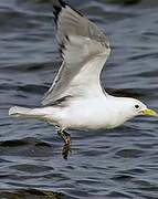 Black-legged Kittiwake