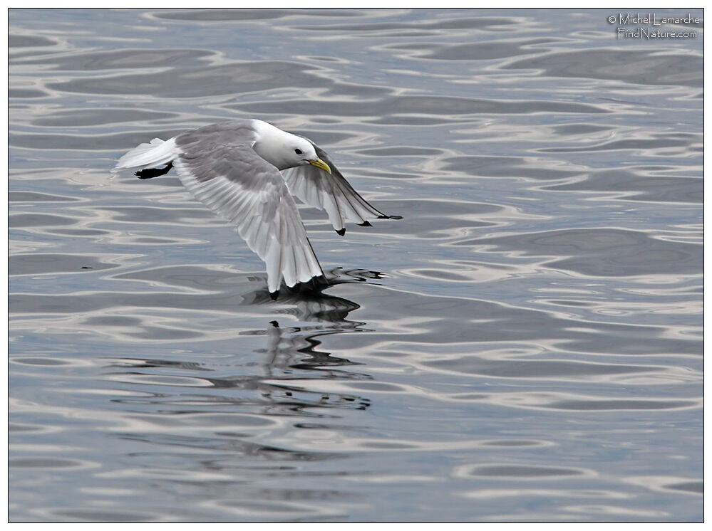 Mouette tridactyleadulte