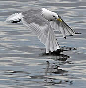 Black-legged Kittiwake