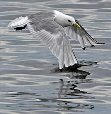 Mouette tridactyle