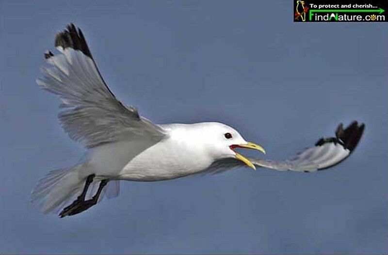 Black-legged Kittiwake