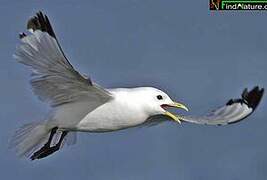 Black-legged Kittiwake