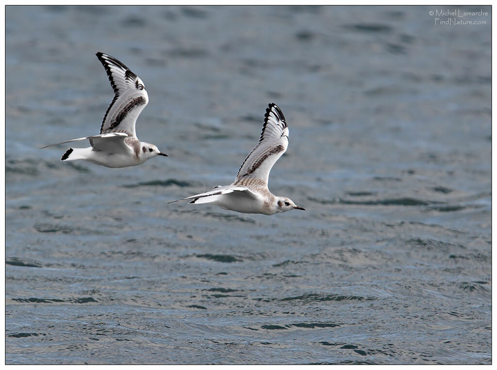 Black-legged KittiwakeFirst year