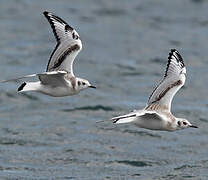 Mouette tridactyle