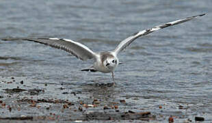 Black-legged Kittiwake