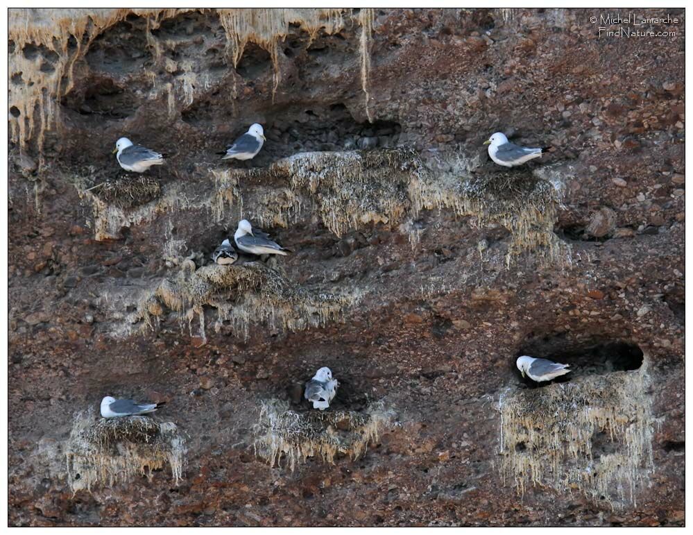 Mouette tridactyle