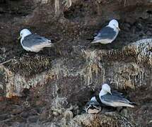 Black-legged Kittiwake