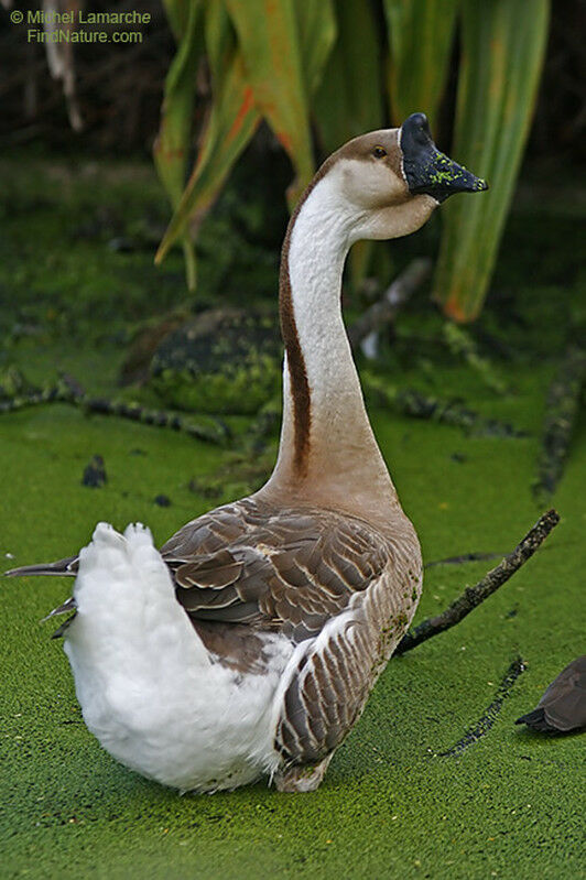 Swan Goose