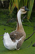 Swan Goose