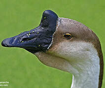 Swan Goose