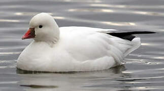 Ross's Goose