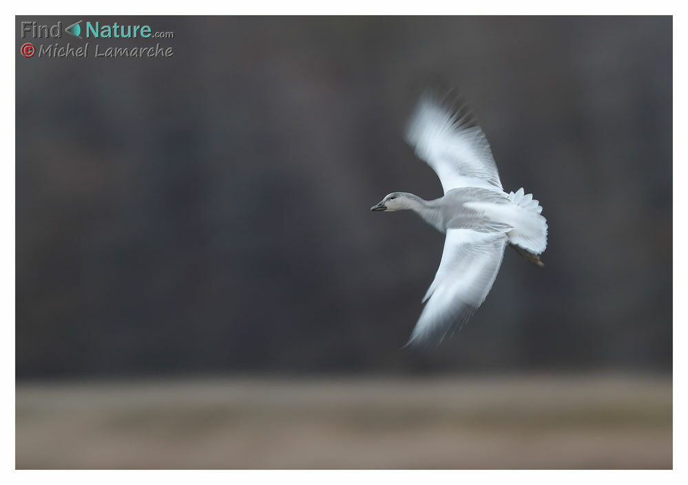 Snow Goosejuvenile, Flight