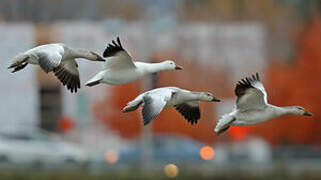 Snow Goose