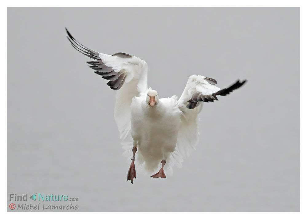 Snow Gooseadult, Flight